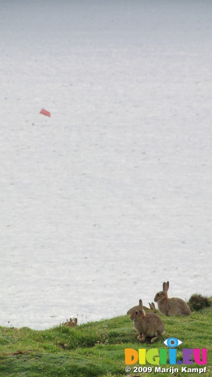 SX08826 Rabits grazing on Trevelgue Head - Porth